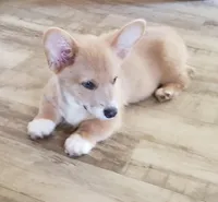 8me, a male Pembroke Welsh Corgi for sale in Milton, FL – Photo 2 of 6