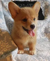 8me, a male Pembroke Welsh Corgi for sale in Milton, FL – Photo 5 of 6