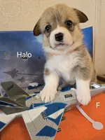 Halo-Orange, a female Pembroke Welsh Corgi for sale in Milton, FL – 7 of 10
