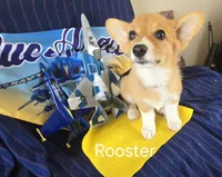 Rooster -yellow , a male Pembroke Welsh Corgi for sale in Milton, FL – 3 of 8