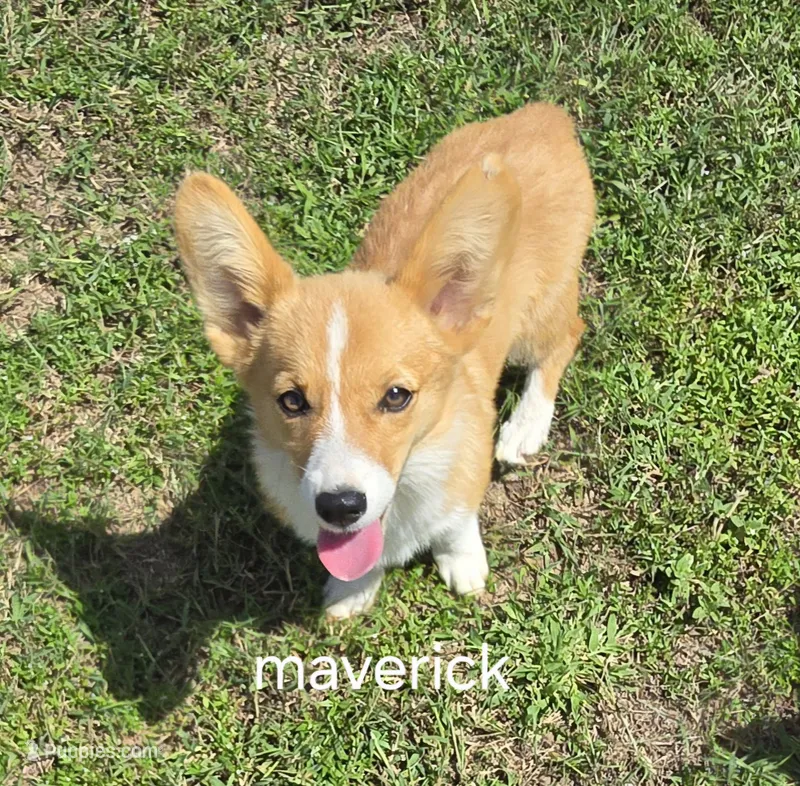 Maverick – Pembroke Welsh Corgi puppy for sale in Milton, FL