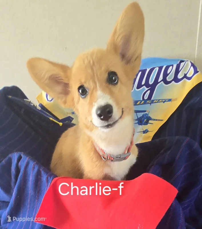 CHARLIE – Pembroke Welsh Corgi puppy for sale in Milton, FL