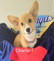 CHARLIE, a female Pembroke Welsh Corgi for sale in Milton, FL – 3 of 9