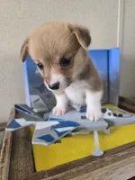 Rooster -yellow , a male Pembroke Welsh Corgi for sale in Milton, FL – 8 of 9