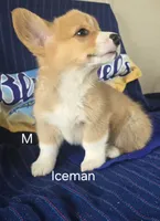Iceman, a male Pembroke Welsh Corgi for sale in Milton, FL – 1 of 7