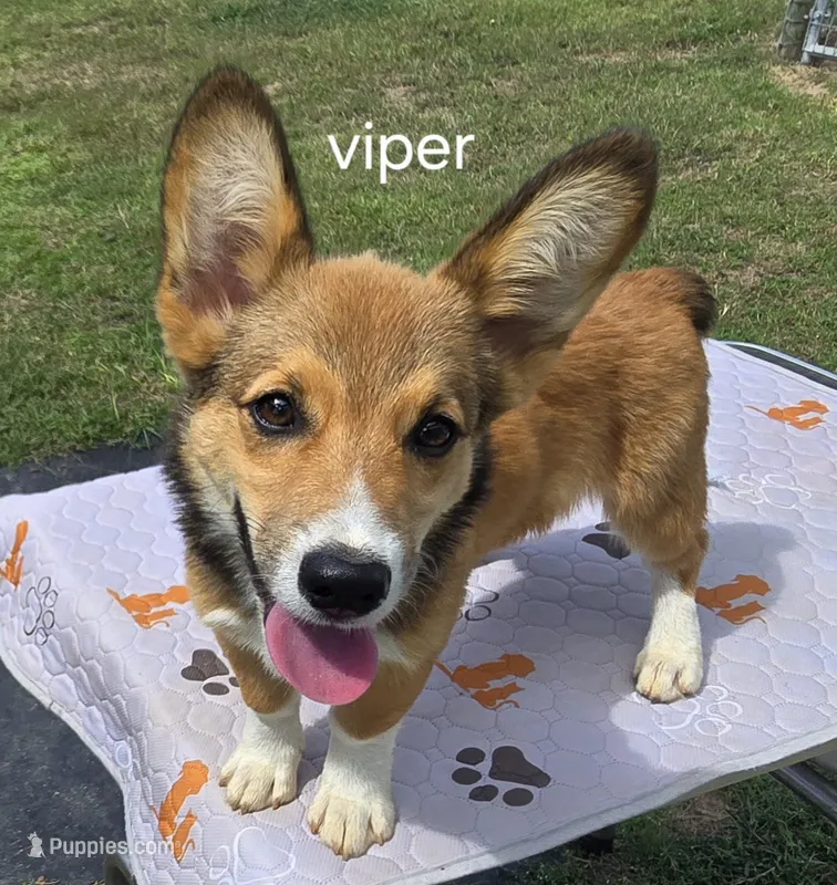 Viper black – Pembroke Welsh Corgi puppy for sale in Milton, FL