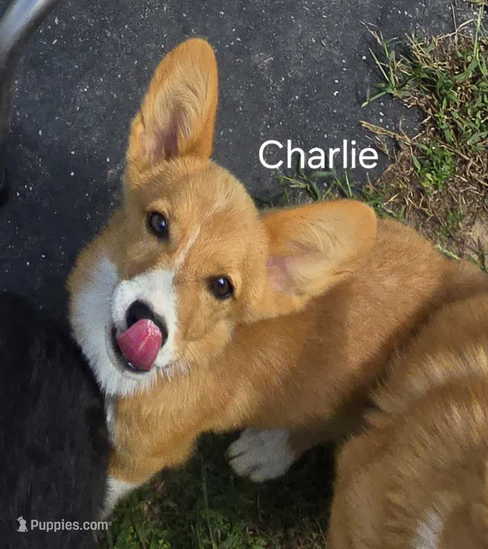 CHARLIE – Pembroke Welsh Corgi puppy for sale in Milton, FL