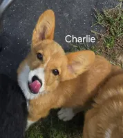 CHARLIE, a female Pembroke Welsh Corgi for sale in Milton, FL – 1 of 9