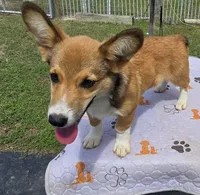 Viper black, a male Pembroke Welsh Corgi for sale in Milton, FL – 10 of 10