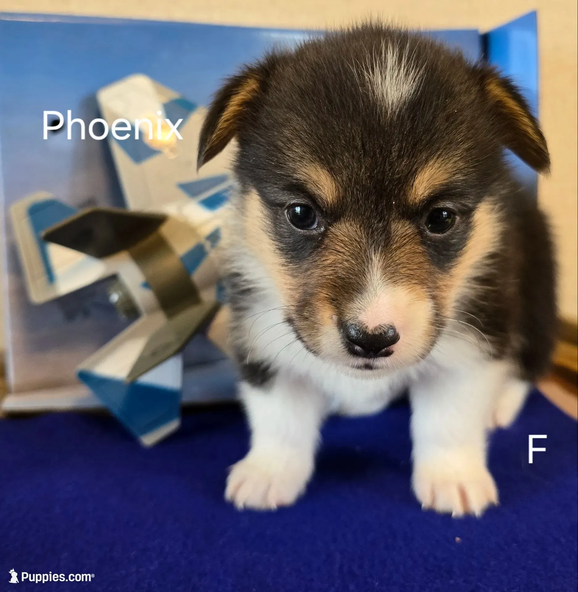 Phoenix, a female Pembroke Welsh Corgi for sale in Milton, FL – 5 of 7