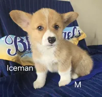 Iceman, a male Pembroke Welsh Corgi for sale in Milton, FL – 2 of 7