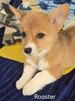 Rooster -yellow , a male Pembroke Welsh Corgi for sale in Milton, FL – 5 of 8