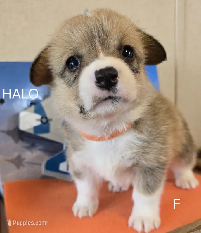 Halo-Orange – Pembroke Welsh Corgi puppy for sale in Milton, FL