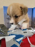 CHARLIE, a female Pembroke Welsh Corgi for sale in Milton, FL – 6 of 7