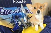 Rooster -yellow , a male Pembroke Welsh Corgi for sale in Milton, FL – 2 of 8