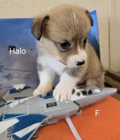 Halo-Orange, a female Pembroke Welsh Corgi for sale in Milton, FL – 8 of 10