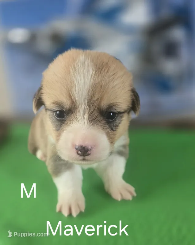 Maverick – Pembroke Welsh Corgi puppy for sale in Milton, FL