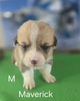 Maverick, a male Pembroke Welsh Corgi for sale in Milton, FL – 1 of 3