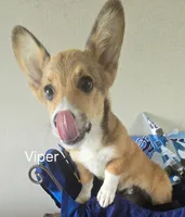Viper black, a male Pembroke Welsh Corgi for sale in Milton, FL – 7 of 10