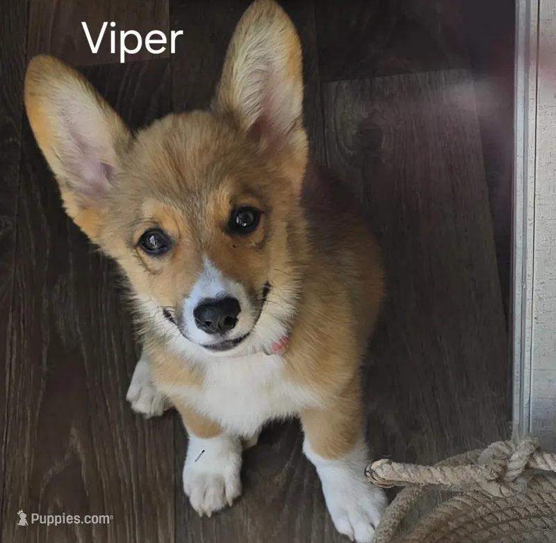 Viper black – Pembroke Welsh Corgi puppy for sale in Milton, FL