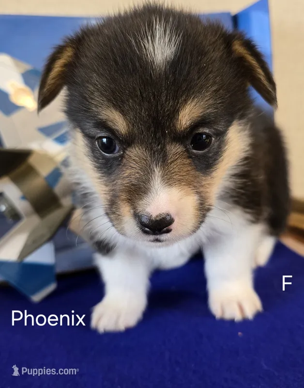 Phoenix – Pembroke Welsh Corgi puppy for sale in Milton, FL
