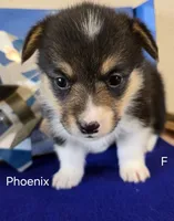 Phoenix, a female Pembroke Welsh Corgi for sale in Milton, FL – 6 of 7