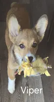 Viper black, a male Pembroke Welsh Corgi for sale in Milton, FL – 2 of 10
