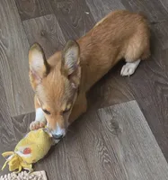 Viper black, a male Pembroke Welsh Corgi for sale in Milton, FL – 9 of 10