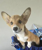 Viper black, a male Pembroke Welsh Corgi for sale in Milton, FL – 8 of 10