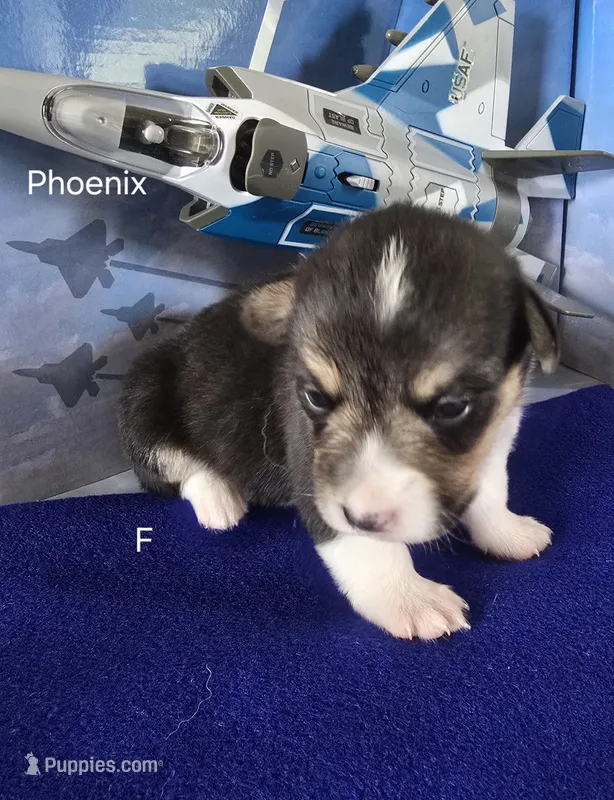 Phoenix – Pembroke Welsh Corgi puppy for sale in Milton, FL