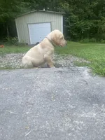 Golden Boy, a male Labrador Retriever for sale in Summerville, GA – 5 of 6