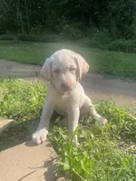 Odette, a female Labrador Retriever for sale in Summerville, GA – 3 of 4