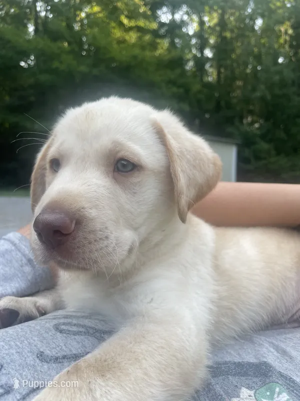 Magnus – Labrador Retriever puppy for sale in Summerville, GA
