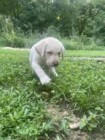 Little boy blue, a male Labrador Retriever for sale in Summerville, GA – 4 of 4