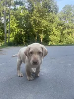 Golden Boy, a male Labrador Retriever for sale in Summerville, GA – 6 of 6