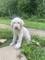 Mary Ann, a female Labrador Retriever for sale in Summerville, GA – 2 of 4