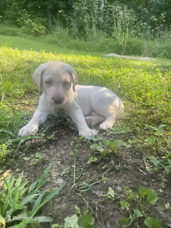 Kevin – Labrador Retriever puppy for sale in Summerville, GA