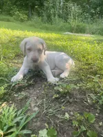 Kevin, a male Labrador Retriever for sale in Summerville, GA – 1 of 2
