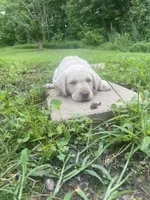 Little boy blue, a male Labrador Retriever for sale in Summerville, GA – 2 of 4