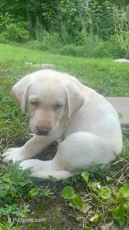 Little boy blue – Labrador Retriever puppy for sale in Summerville, GA