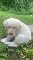 Little boy blue, a male Labrador Retriever for sale in Summerville, GA – 1 of 4