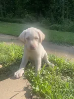 Odette, a female Labrador Retriever for sale in Summerville, GA – 4 of 4