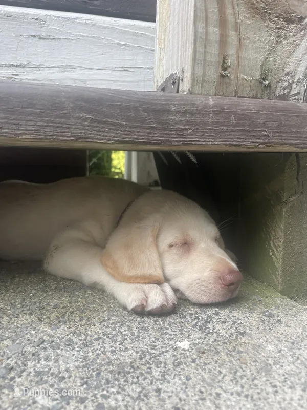 Odette – Labrador Retriever puppy for sale in Summerville, GA
