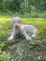 Kevin, a male Labrador Retriever for sale in Summerville, GA – 2 of 2