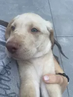 Golden Boy, a male Labrador Retriever for sale in Summerville, GA – 2 of 6