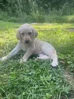 Rosalita, a female Labrador Retriever for sale in Summerville, GA – 2 of 4