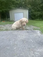 Golden Boy, a male Labrador Retriever for sale in Summerville, GA – 3 of 6