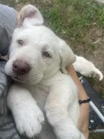 Mary Ann, a female Labrador Retriever for sale in Summerville, GA – 4 of 4