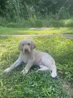 Rosalita, a female Labrador Retriever for sale in Summerville, GA – 3 of 4