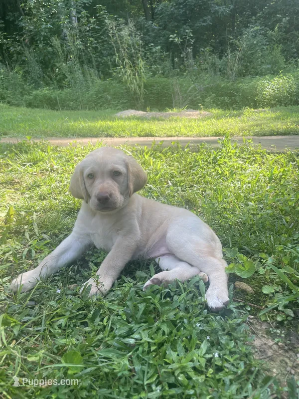 Rosalita – Labrador Retriever puppy for sale in Summerville, GA